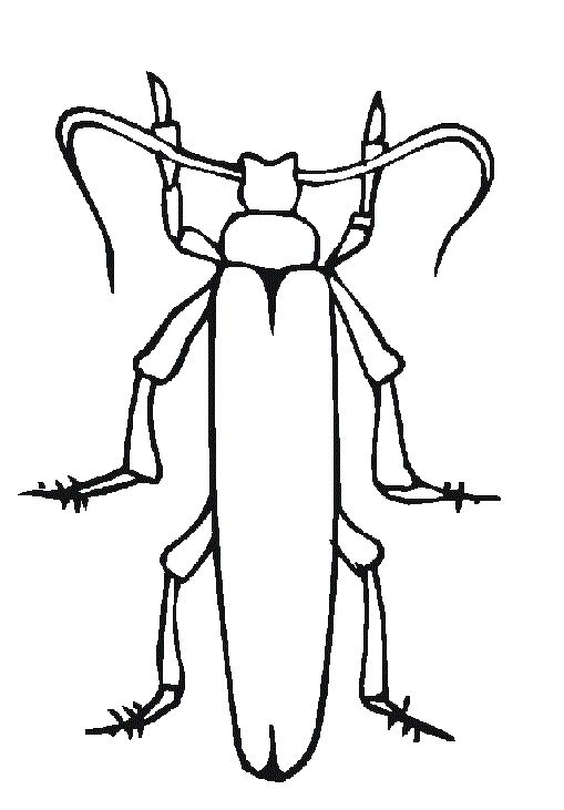 509x731 27 Best Bugs Images Colour, Bodies And Bugs