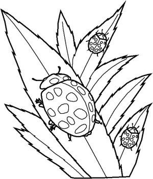 300x351 65 Best Insects Coloring Book Images Searching