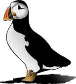 154x170 Clip Art Of Puffin U17167737