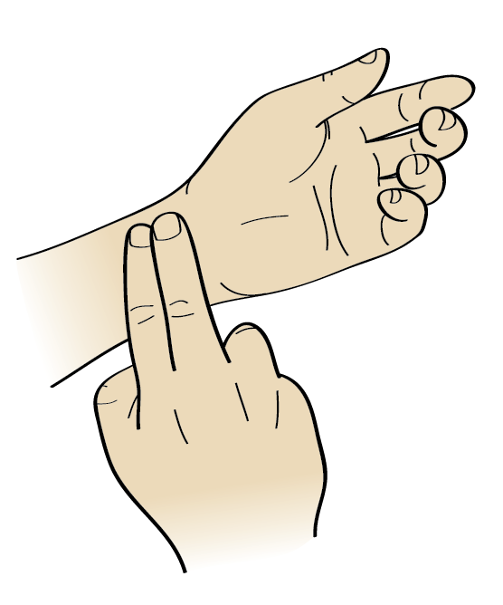 556x668 Pulse Clipart