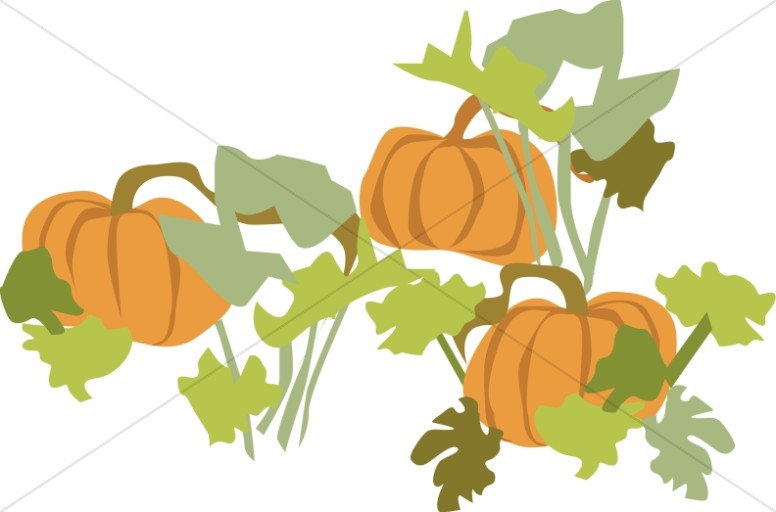 776x512 Pumpkin Clipart Leafy Vegetable
