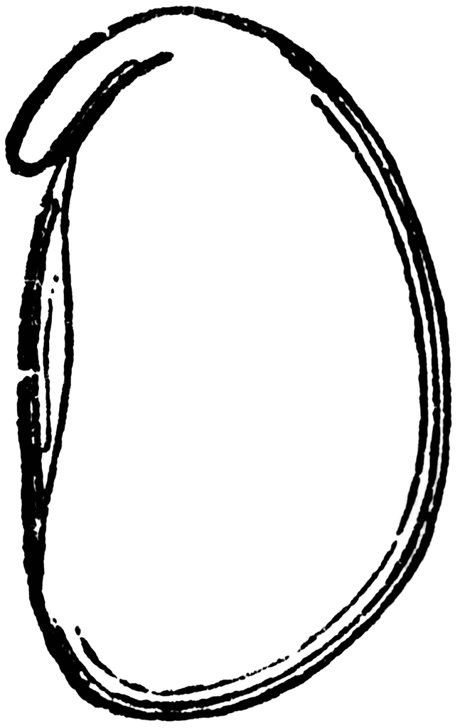 647x1024 Lima Beans Clipart Black And White