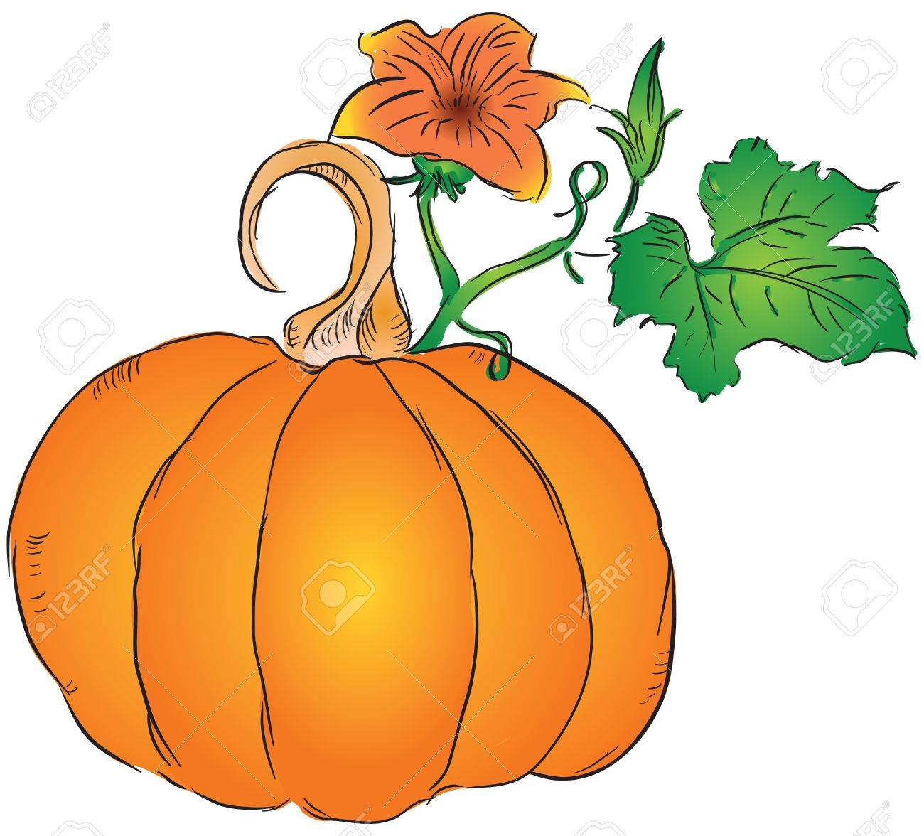 1300x1176 The Fruit Of The Pumpkin With Leaves And Blossoms Ovary Royalty