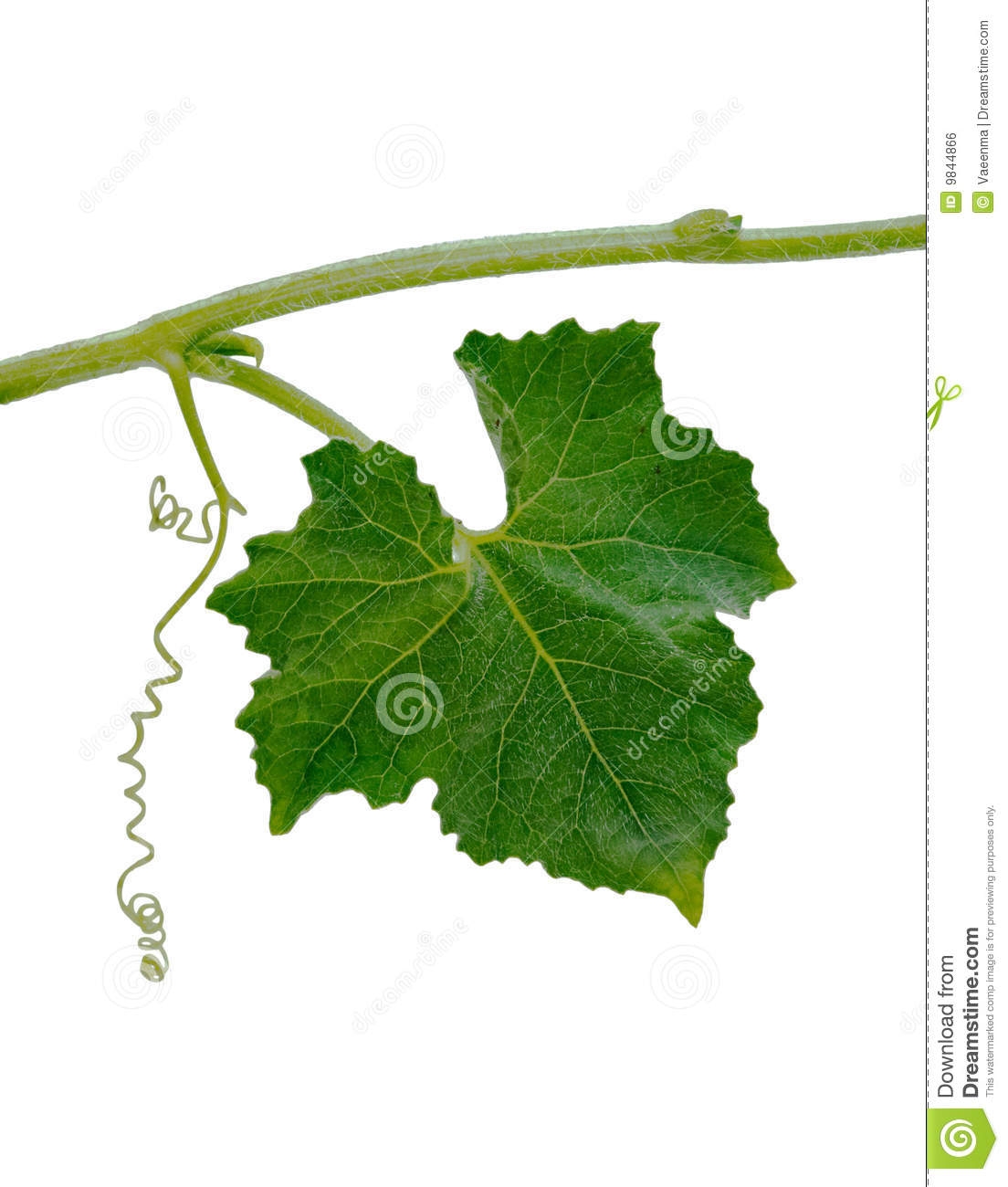 1104x1300 Clip Art Pumpkin Leaf Clip Art