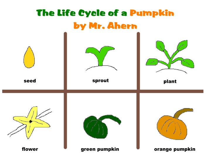 720x542 Life Cycle Of A Pumpkin