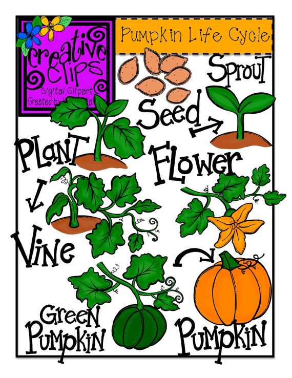 570x738 Pumpkin Life Cycle Clipart