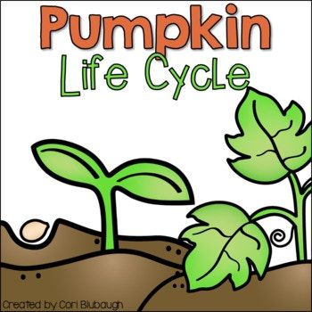 350x350 The Best Pumpkin Life Cycle Ideas Pumpkin