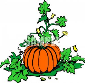 300x290 Squash Clipart Pumpkin Vine