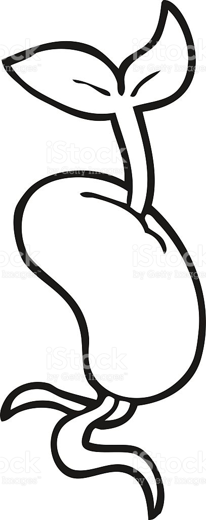 407x1024 Seed Clipart Black And White