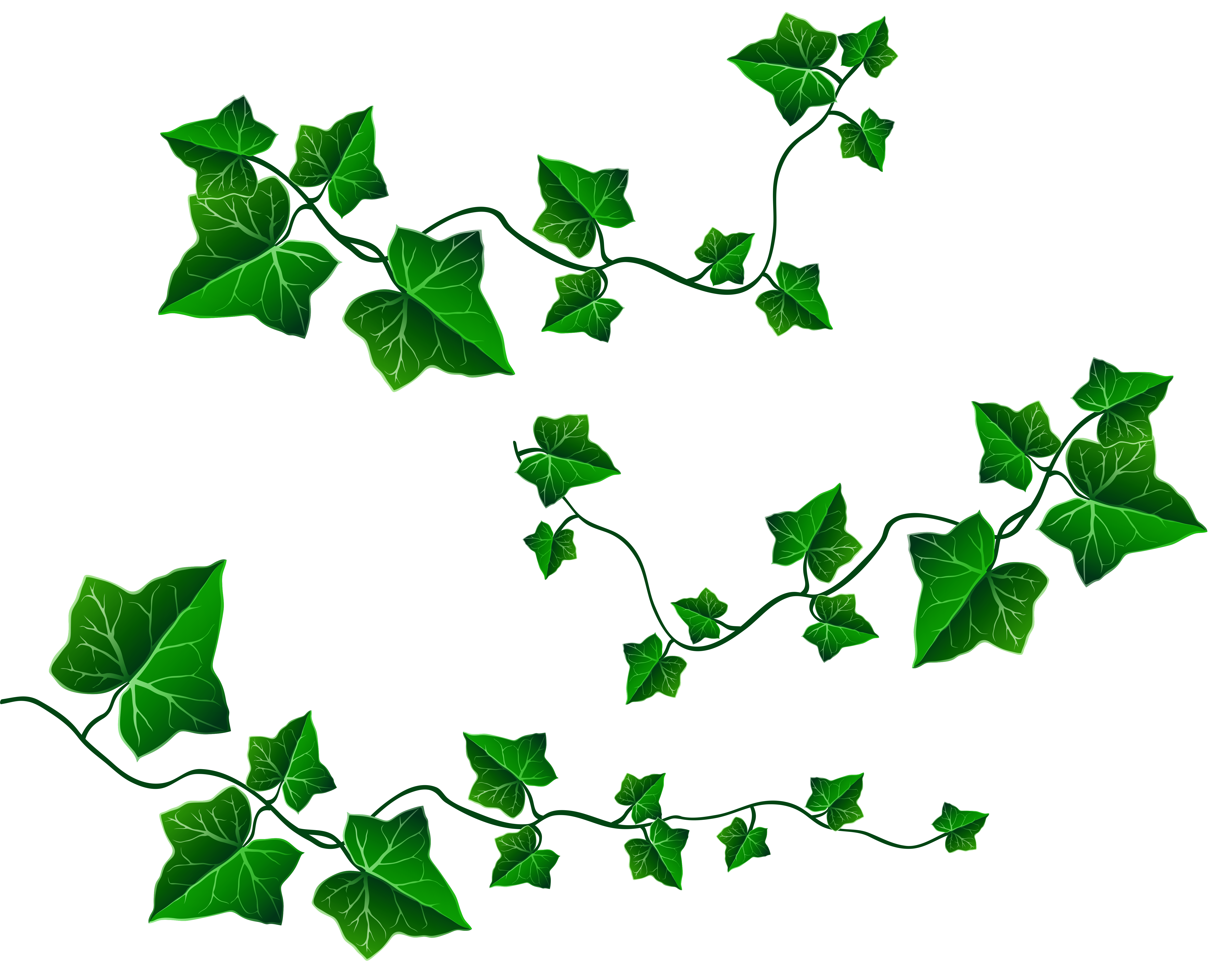 6240x4964 Ivy Clipart Leafy Vine