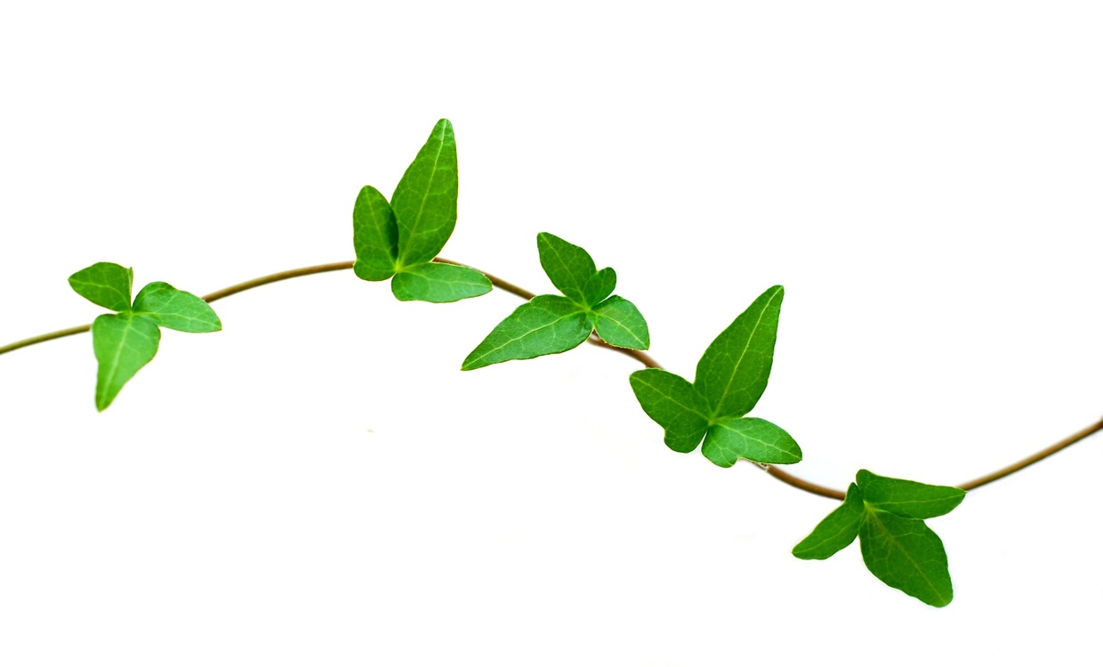 1240x750 Ivy Leaf Vine Clip Art