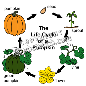 300x300 Life Cycle Of A Pumpkin