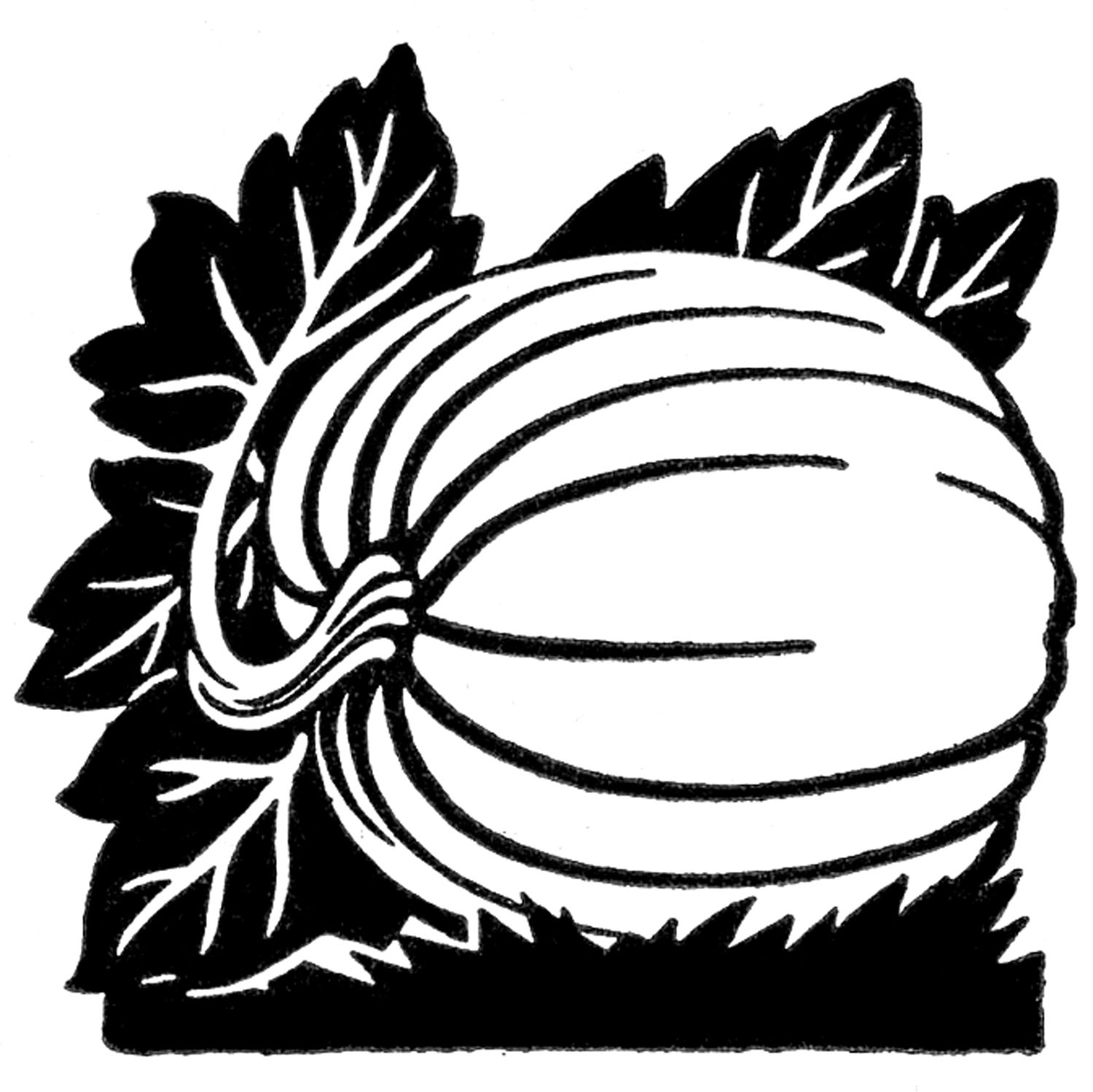 1500x1498 Pumpkin Black And White Pumpkin Clipart Black And White Vines Free