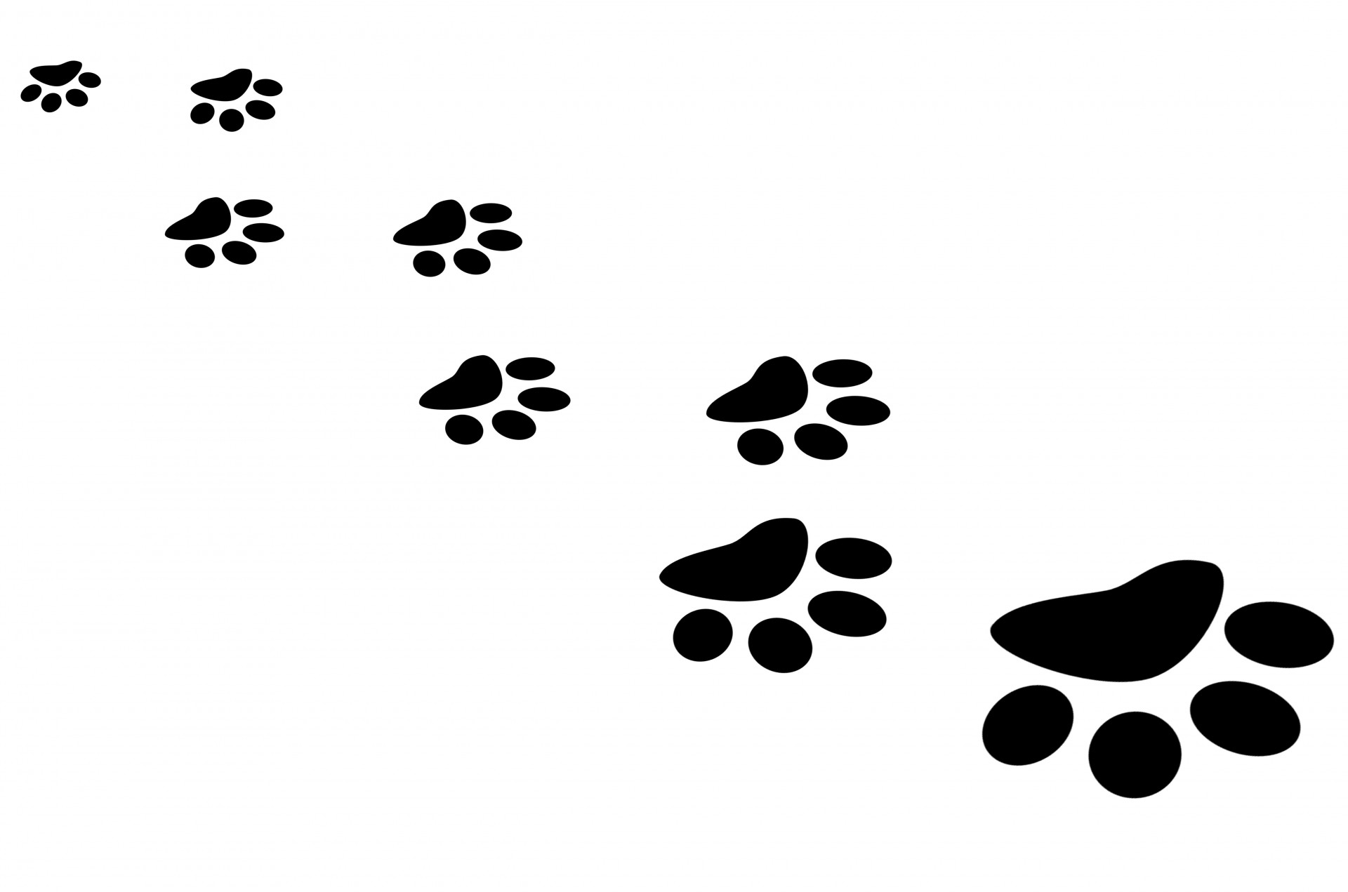 1920x1271 Paw Prints Free Stock Photo