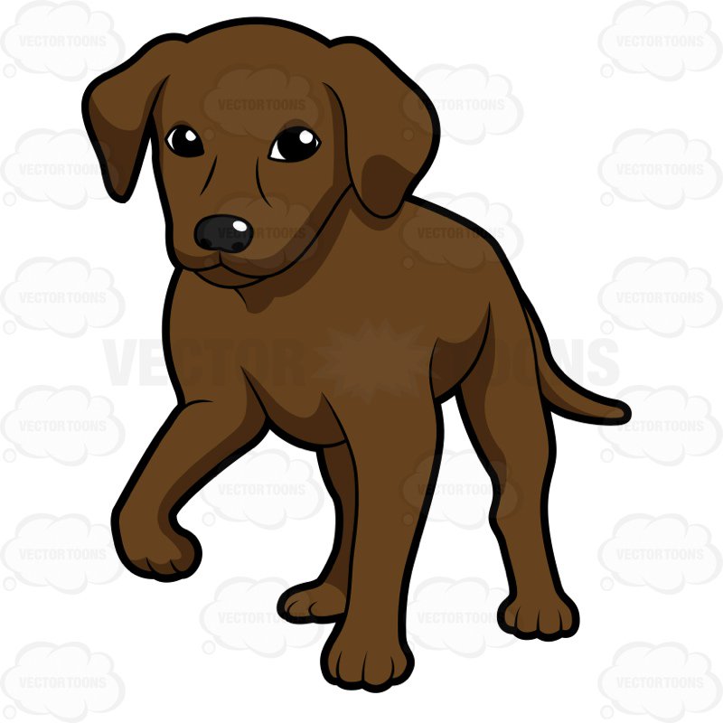 800x800 Chocolate Brown Labrador Puppy Standing With One Paw Up Cartoon