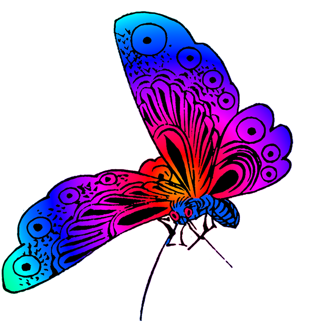 640x650 Beautiful Butterfly Images