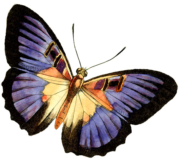 600x550 Purple Butterfly Clipart