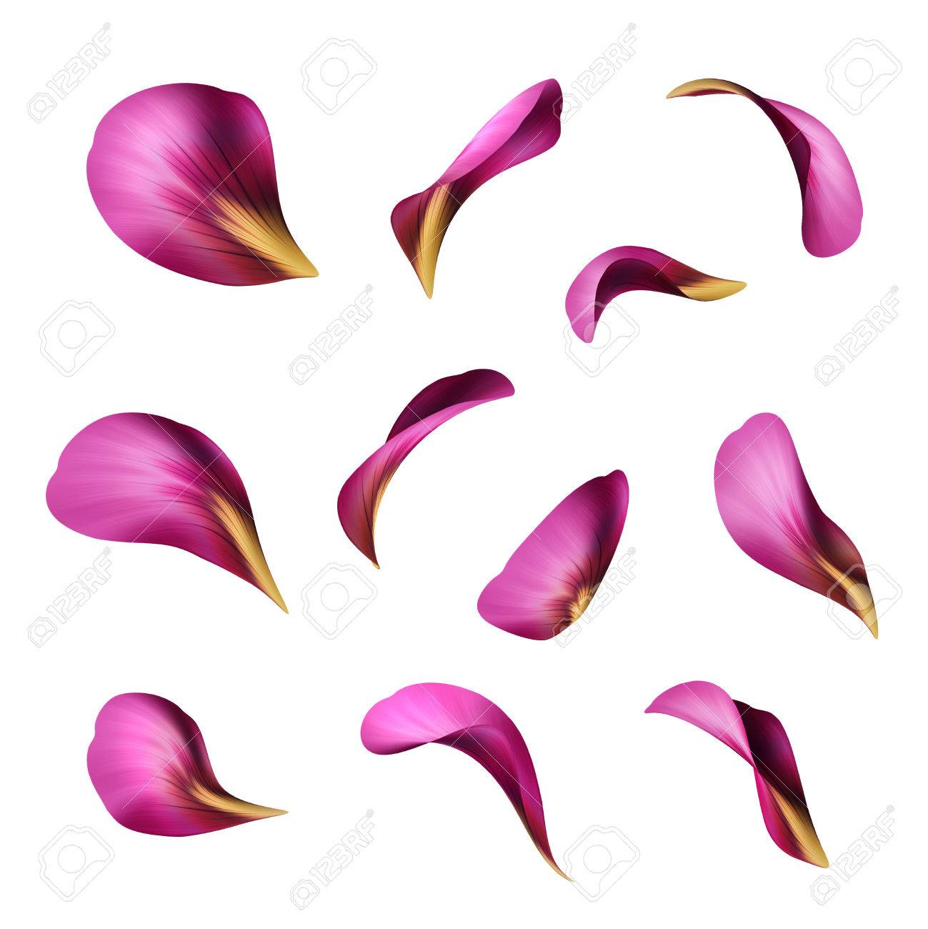1299x1300 Purple Flower Petals, Botanical Illustration, Floral Clip Art