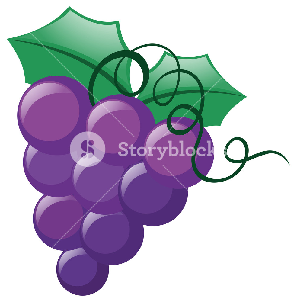 984x1000 Fresh Grapes On Vine Illustration Royalty Free Stock Image