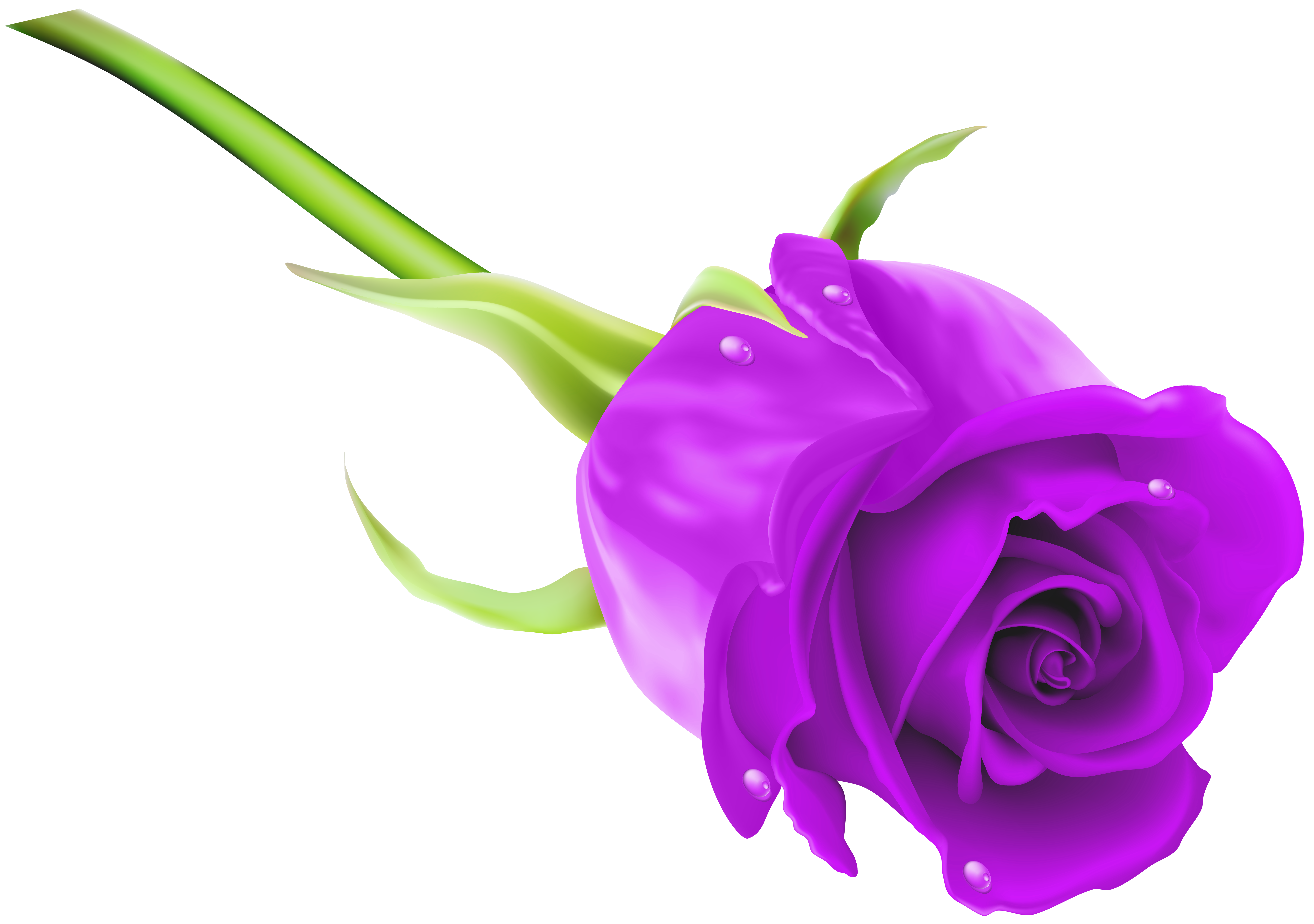 8000x5628 Purple Rose Png Clip Art Imageu200b Gallery Yopriceville