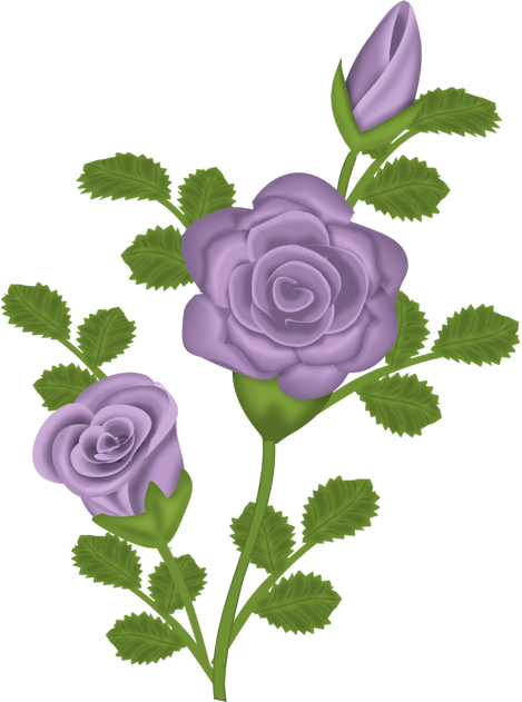 469x631 Purple Rose Transparent Clipartu200b Gallery Yopriceville