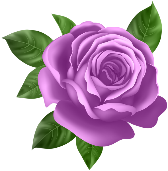 590x600 Purple Rose Transparent Png Clip Artu200b Gallery Yopriceville