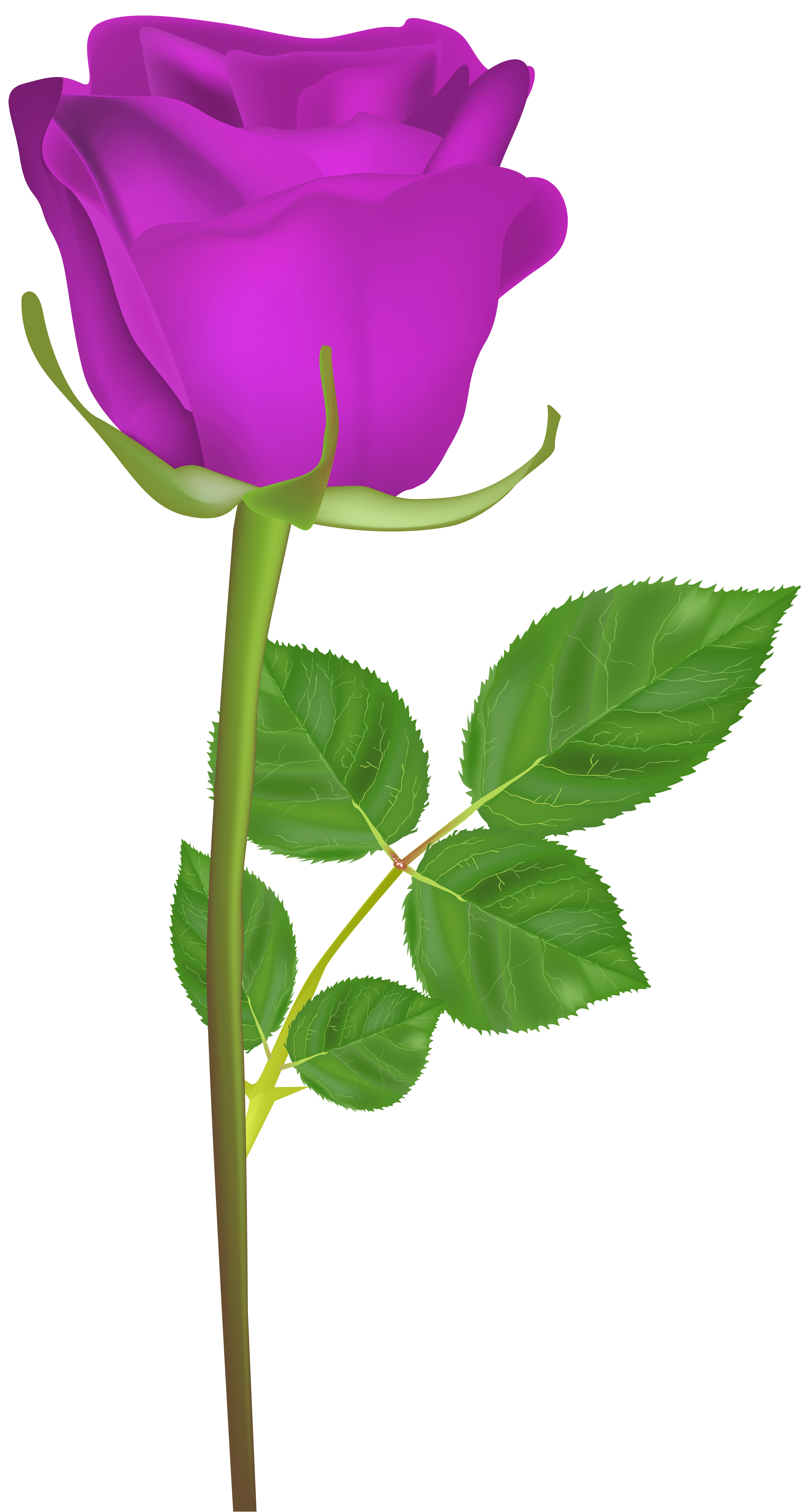 4276x8000 Rose With Stem Purple Png Clip Art Imageu200b Gallery Yopriceville