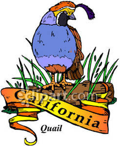 246x300 Bird Of California, Valley Quail Sitting On A Log With A Gold
