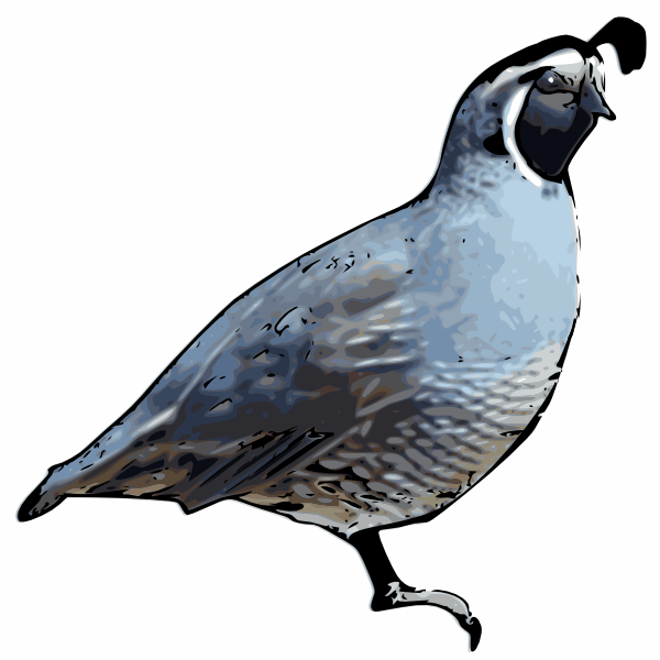 600x600 California Quail Clip Art