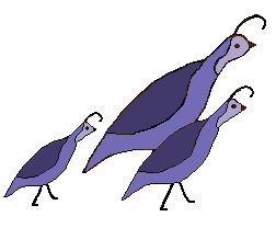 252x208 Gambel's Quail Clip Art