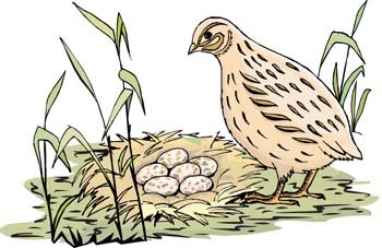 350x227 Quail Clip Art, Vector Quail