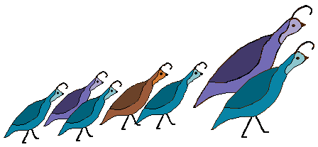 448x207 Quail Cliparts