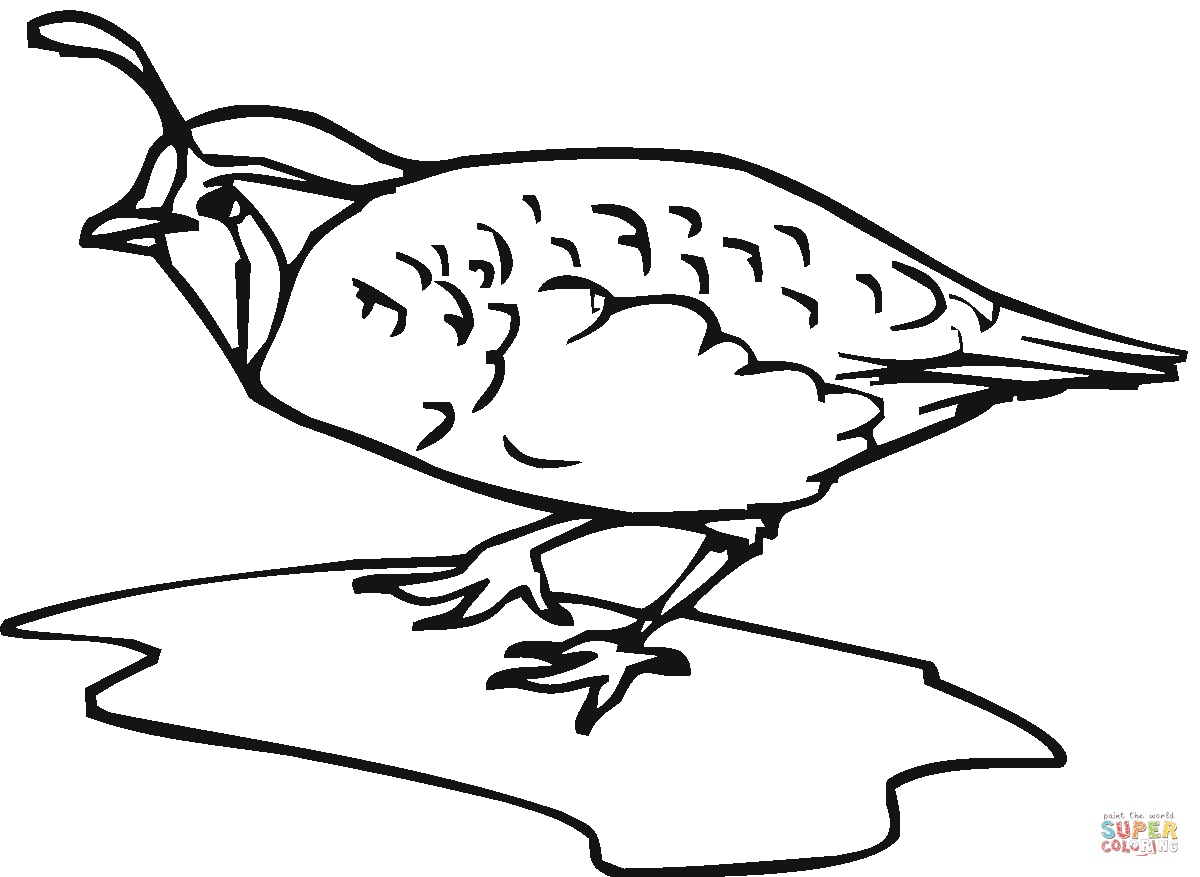 1200x877 Quail Clipart Coloring