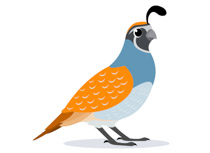 210x153 Quail Clipart Quail Bird