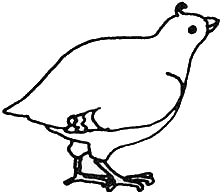 223x194 Quail Vector Clipart