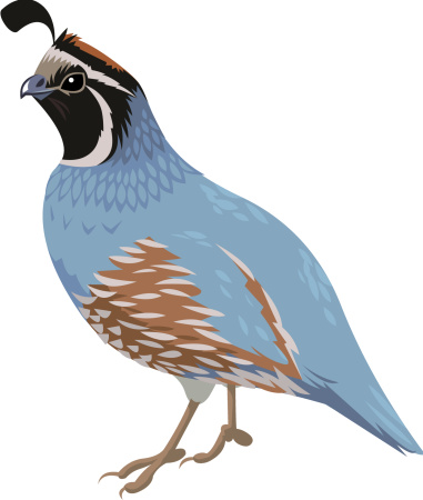 381x450 Clipart And Quail