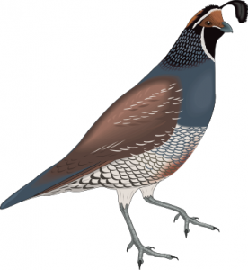 276x300 Quail Clip Art Download