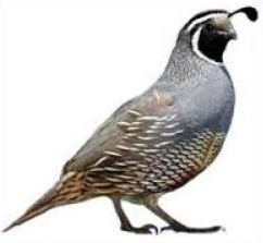 242x223 Quail Clipart