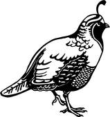 159x170 Clip Art Of , Animal, Quail, U16110009