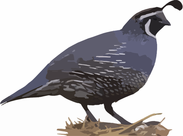 600x446 Quail Png, Svg Clip Art For Web