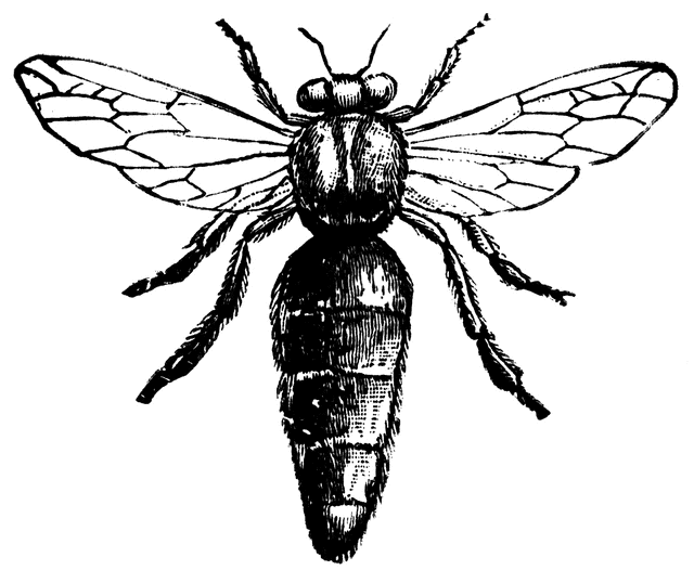 640x526 Queen Bee Clipart Etc