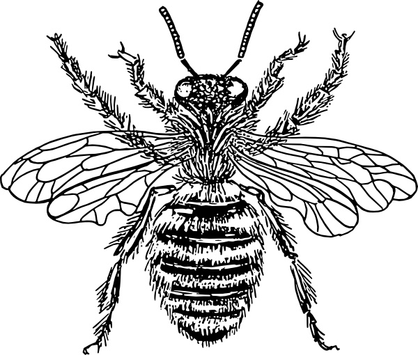 600x510 Bee Queen Clip Art Free Vector In Open Office Drawing Svg ( Svg