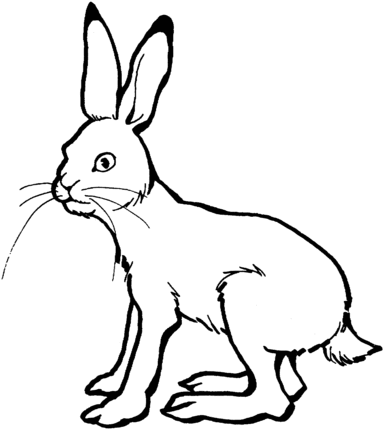 384x430 Top 93 Hare Clip Art