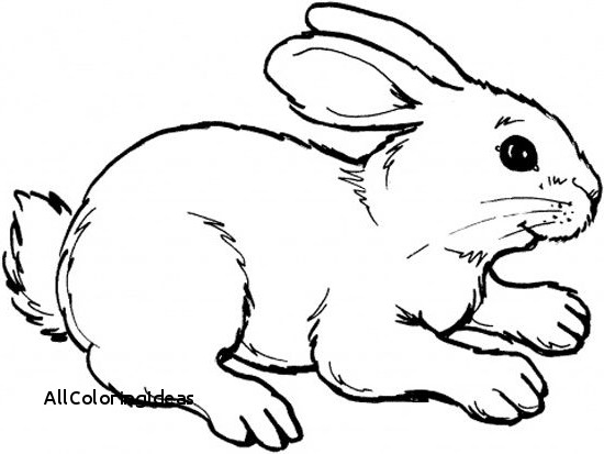 550x413 Free Bunny Rabbit Coloring Pages