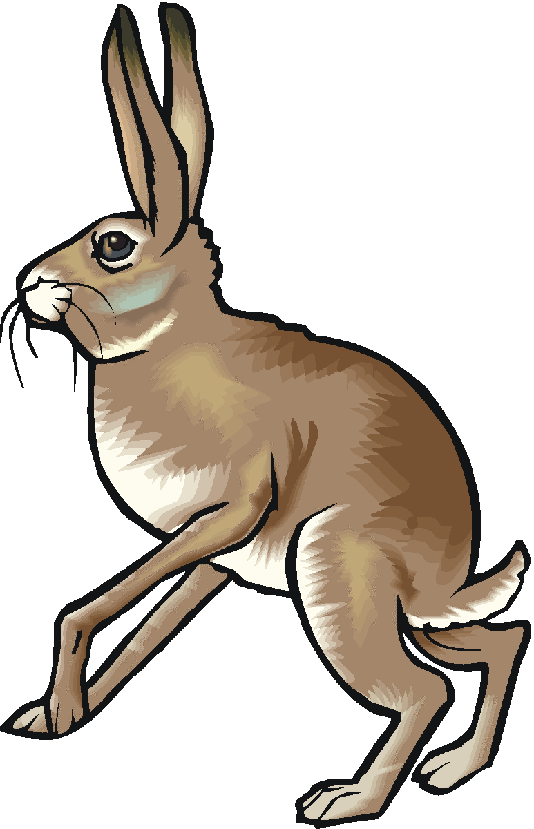 773x1200 Rabbit Clipart Running Hare