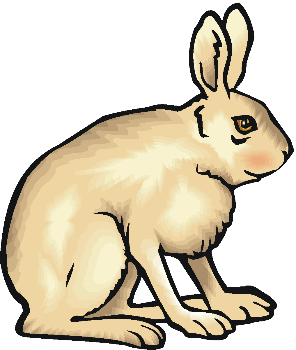 1017x1200 Bunny Clipart Wild Rabbit