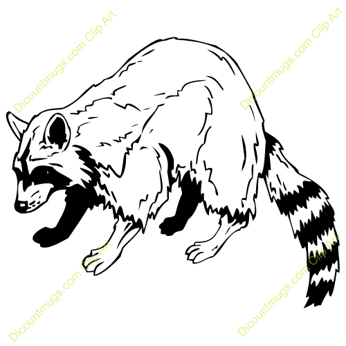 500x500 Raccoon Clipart Muscular