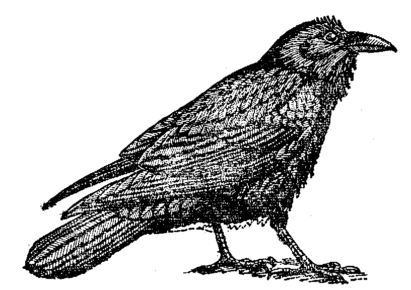 816x576 Raven Clipart