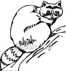 279x300 And White Raccoon On A Hill