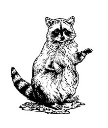 220x260 Raccoon Clipart Black And White